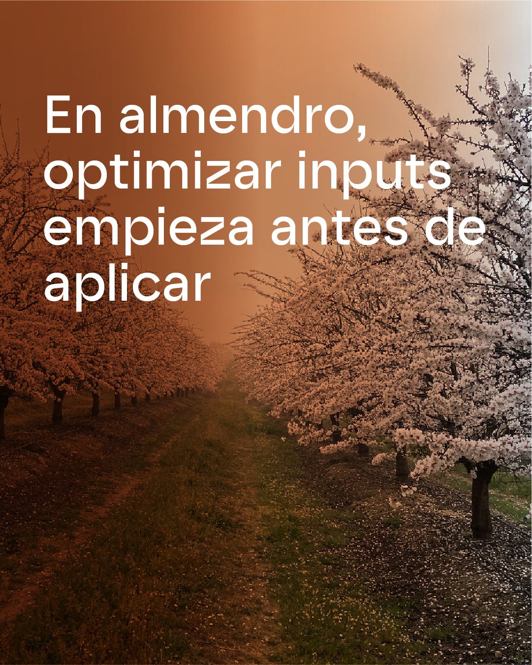 Cultivo de almendro en flor, agricultura de precisión