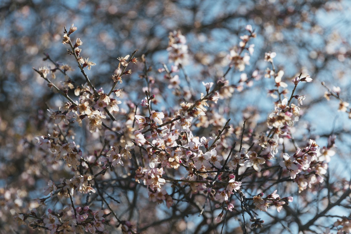 Almendro en flor con ramas cubiertas de flor blanca