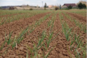 Plántulas de pocos centímetros en la etapa inicial del cultivo