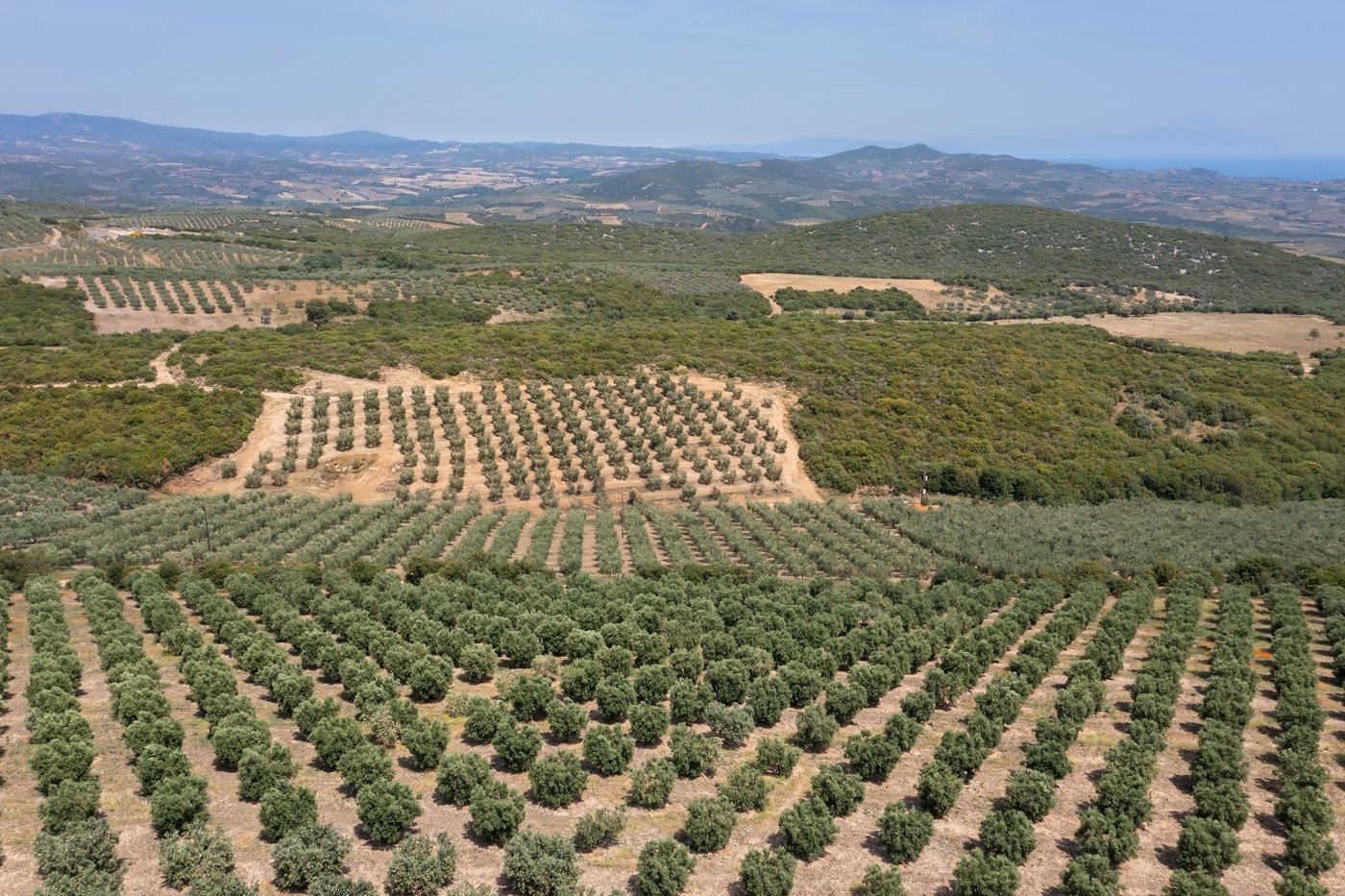 Vista aerea de una plantacion de olivar en filas rectas