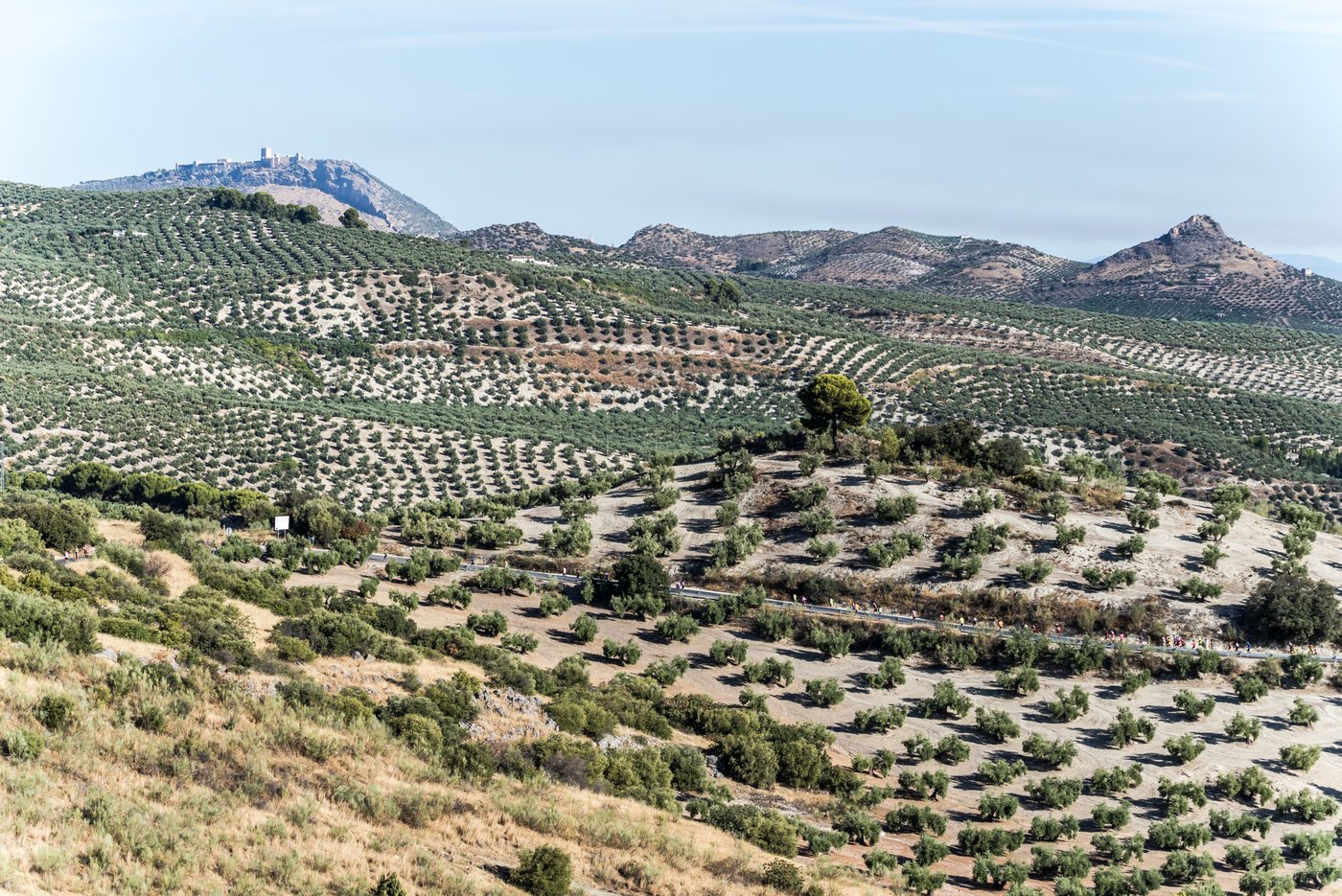 Olivar en campo, digitalización del olivo