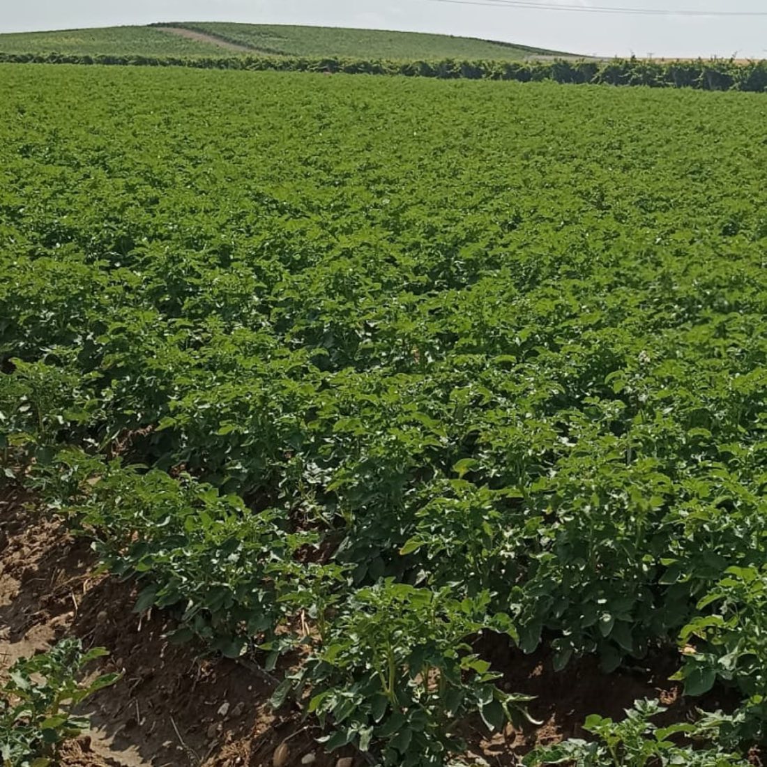 Del dato a la decisión: cómo VisualNACert digitaliza el cultivo de la patata